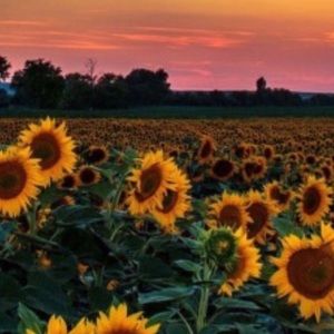 Meet your Posher, Marcella